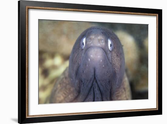 A White-Eyed Moray Eel-Stocktrek Images-Framed Photographic Print