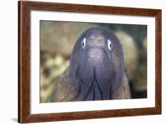 A White-Eyed Moray Eel-Stocktrek Images-Framed Photographic Print