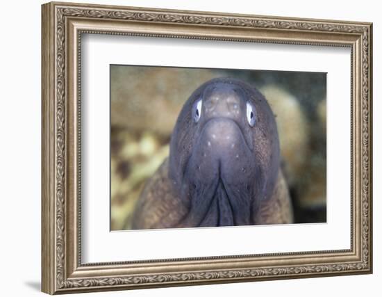 A White-Eyed Moray Eel-Stocktrek Images-Framed Photographic Print