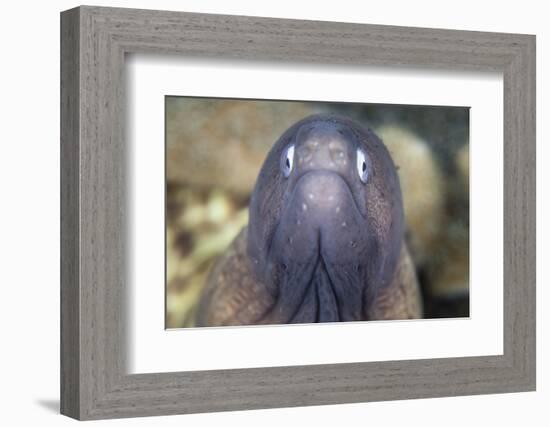 A White-Eyed Moray Eel-Stocktrek Images-Framed Photographic Print