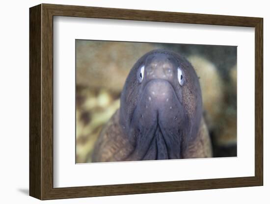 A White-Eyed Moray Eel-Stocktrek Images-Framed Photographic Print