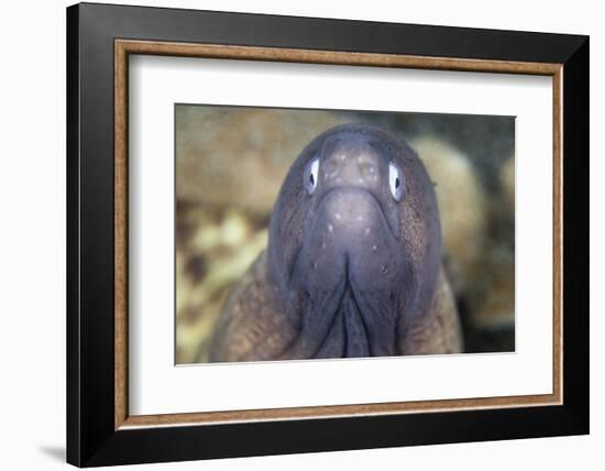 A White-Eyed Moray Eel-Stocktrek Images-Framed Photographic Print