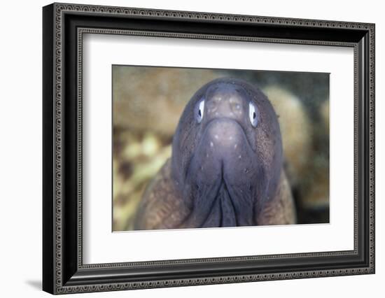 A White-Eyed Moray Eel-Stocktrek Images-Framed Photographic Print