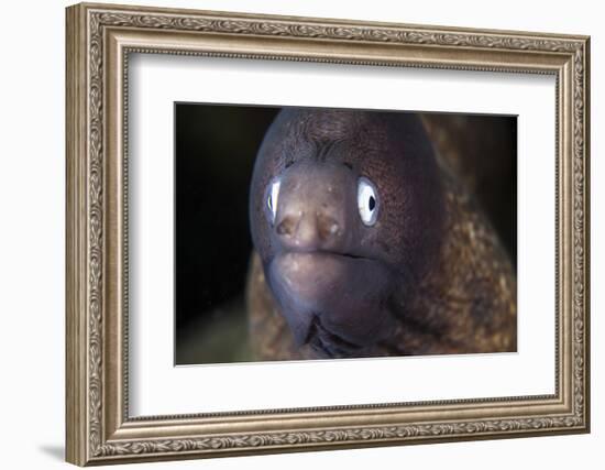 A White-Eyed Moray Eel-Stocktrek Images-Framed Photographic Print