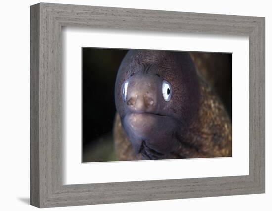 A White-Eyed Moray Eel-Stocktrek Images-Framed Photographic Print