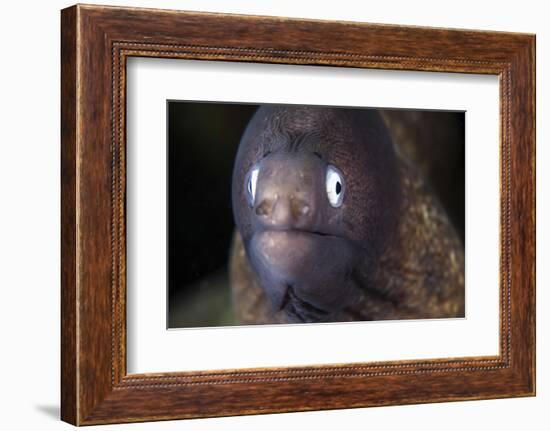 A White-Eyed Moray Eel-Stocktrek Images-Framed Photographic Print