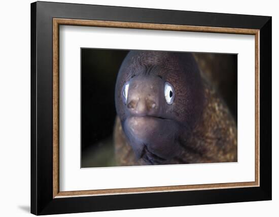 A White-Eyed Moray Eel-Stocktrek Images-Framed Photographic Print