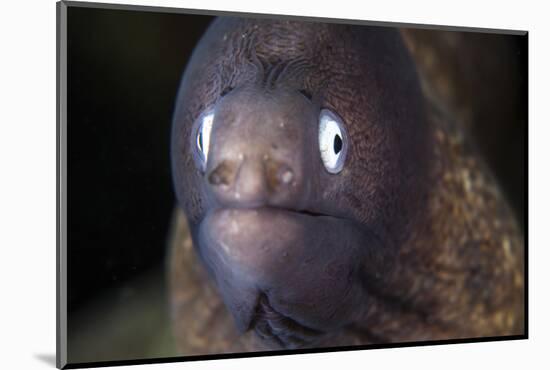 A White-Eyed Moray Eel-Stocktrek Images-Mounted Photographic Print