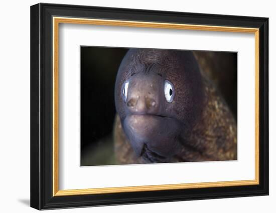 A White-Eyed Moray Eel-Stocktrek Images-Framed Photographic Print