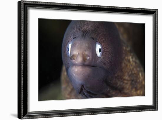 A White-Eyed Moray Eel-Stocktrek Images-Framed Photographic Print