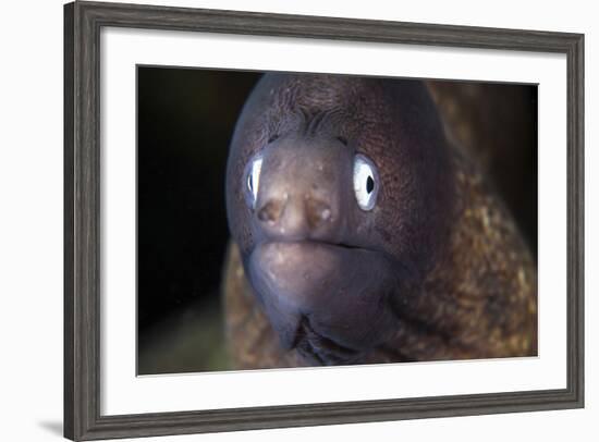 A White-Eyed Moray Eel-Stocktrek Images-Framed Photographic Print