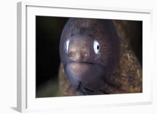 A White-Eyed Moray Eel-Stocktrek Images-Framed Photographic Print