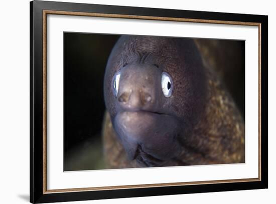 A White-Eyed Moray Eel-Stocktrek Images-Framed Photographic Print