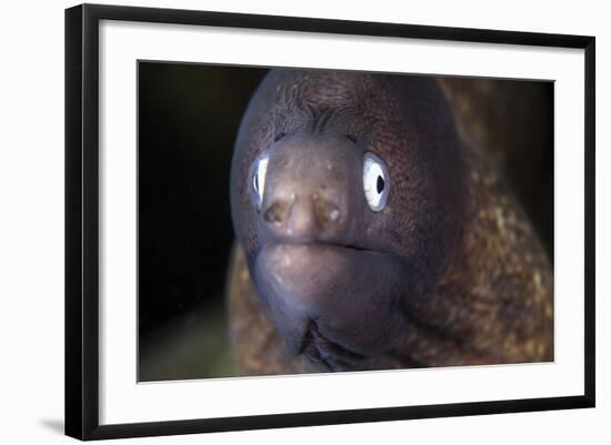 A White-Eyed Moray Eel-Stocktrek Images-Framed Photographic Print