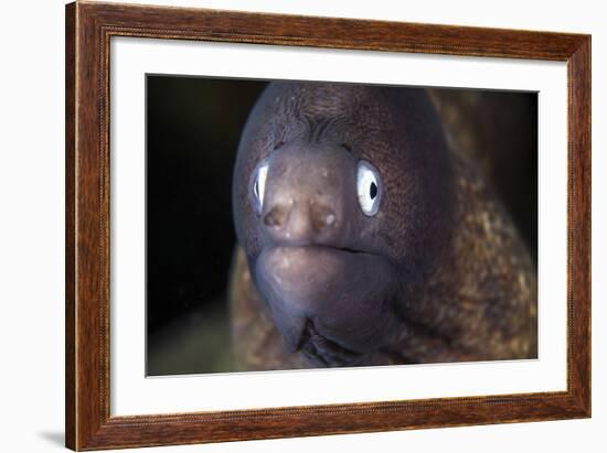 A White-Eyed Moray Eel-Stocktrek Images-Framed Photographic Print