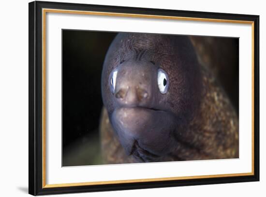 A White-Eyed Moray Eel-Stocktrek Images-Framed Photographic Print