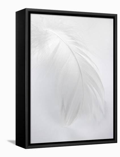 A White Feather-Barbara Lutterbeck-Framed Premier Image Canvas