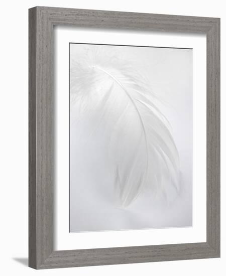 A White Feather-Barbara Lutterbeck-Framed Photographic Print