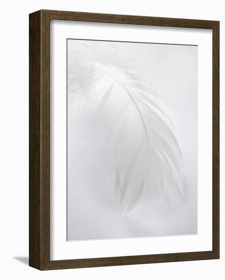 A White Feather-Barbara Lutterbeck-Framed Photographic Print