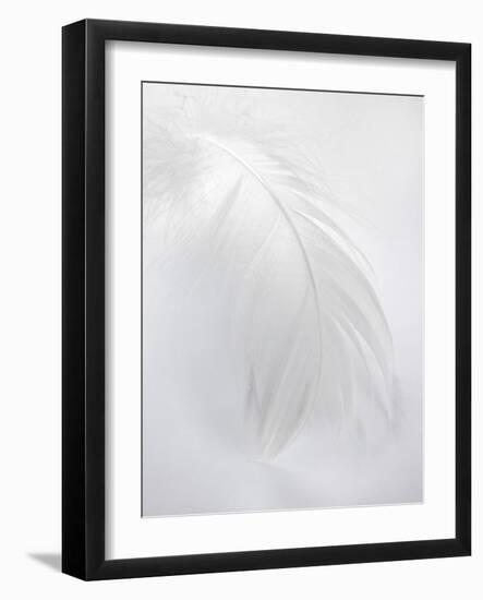 A White Feather-Barbara Lutterbeck-Framed Photographic Print