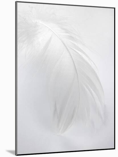 A White Feather-Barbara Lutterbeck-Mounted Photographic Print