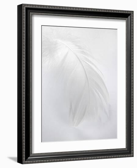 A White Feather-Barbara Lutterbeck-Framed Photographic Print