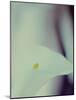 A White Lily Covering a Nude Female Figure-India Hobson-Mounted Photographic Print