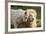 A White Lion Males Stares To The Right While A Lioness Nuzzles Him And Shows Affection-Karine Aigner-Framed Photographic Print