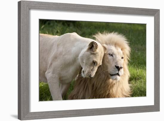 A White Lion Males Stares To The Right While A Lioness Nuzzles Him And Shows Affection-Karine Aigner-Framed Photographic Print