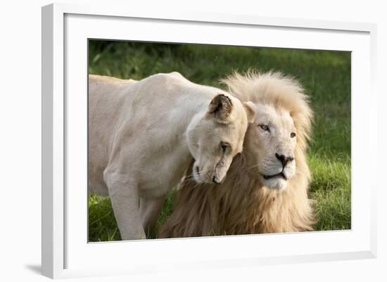 A White Lion Males Stares To The Right While A Lioness Nuzzles Him And Shows Affection-Karine Aigner-Framed Photographic Print