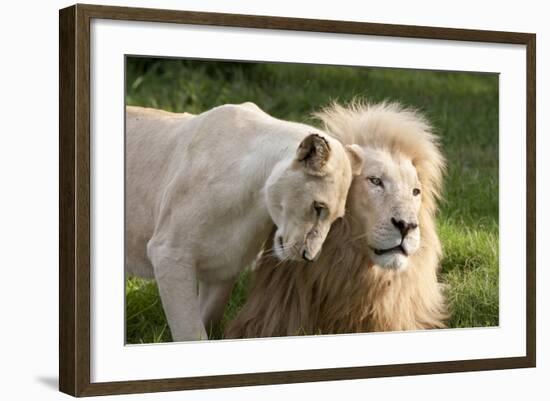 A White Lion Males Stares To The Right While A Lioness Nuzzles Him And Shows Affection-Karine Aigner-Framed Photographic Print