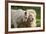 A White Lion Males Stares To The Right While A Lioness Nuzzles Him And Shows Affection-Karine Aigner-Framed Photographic Print