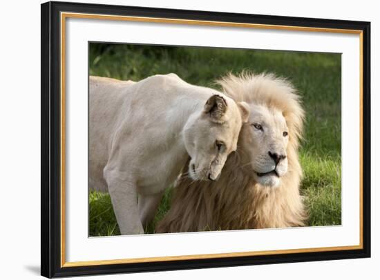 A White Lion Males Stares To The Right While A Lioness Nuzzles Him And Shows Affection-Karine Aigner-Framed Photographic Print