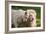 A White Lion Males Stares To The Right While A Lioness Nuzzles Him And Shows Affection-Karine Aigner-Framed Photographic Print