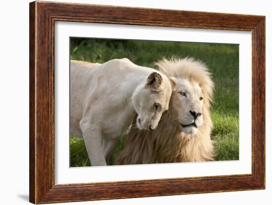 A White Lion Males Stares To The Right While A Lioness Nuzzles Him And Shows Affection-Karine Aigner-Framed Photographic Print