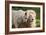 A White Lion Males Stares To The Right While A Lioness Nuzzles Him And Shows Affection-Karine Aigner-Framed Photographic Print