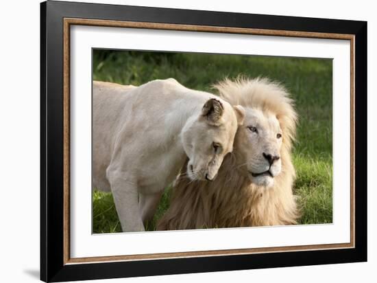 A White Lion Males Stares To The Right While A Lioness Nuzzles Him And Shows Affection-Karine Aigner-Framed Photographic Print