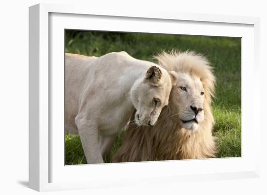 A White Lion Males Stares To The Right While A Lioness Nuzzles Him And Shows Affection-Karine Aigner-Framed Photographic Print