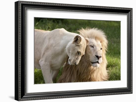 A White Lion Males Stares To The Right While A Lioness Nuzzles Him And Shows Affection-Karine Aigner-Framed Photographic Print