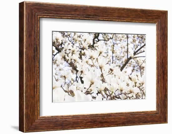 A White Magnolia Tree Magnoliaceae in Full Flowerage-Petra Daisenberger-Framed Photographic Print