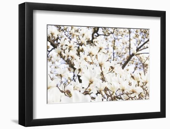 A White Magnolia Tree Magnoliaceae in Full Flowerage-Petra Daisenberger-Framed Photographic Print