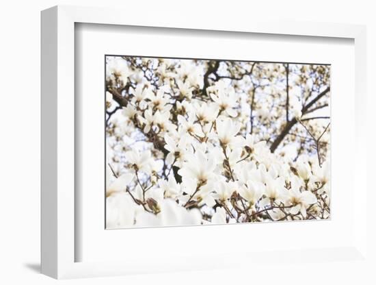 A White Magnolia Tree Magnoliaceae in Full Flowerage-Petra Daisenberger-Framed Photographic Print