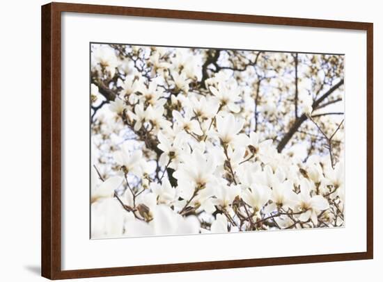 A White Magnolia Tree Magnoliaceae in Full Flowerage-Petra Daisenberger-Framed Photographic Print