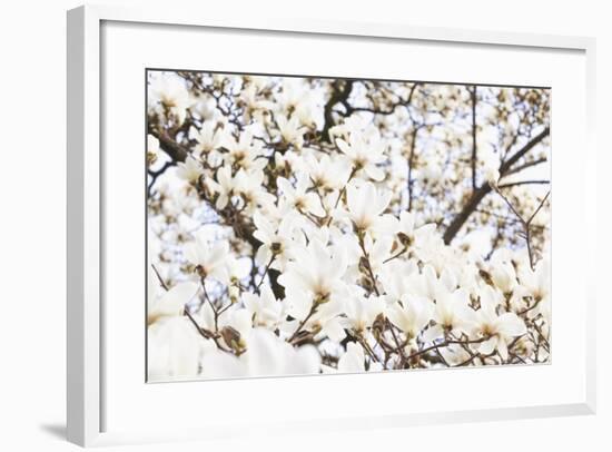 A White Magnolia Tree Magnoliaceae in Full Flowerage-Petra Daisenberger-Framed Photographic Print