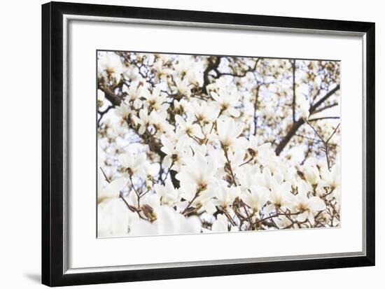 A White Magnolia Tree Magnoliaceae in Full Flowerage-Petra Daisenberger-Framed Photographic Print