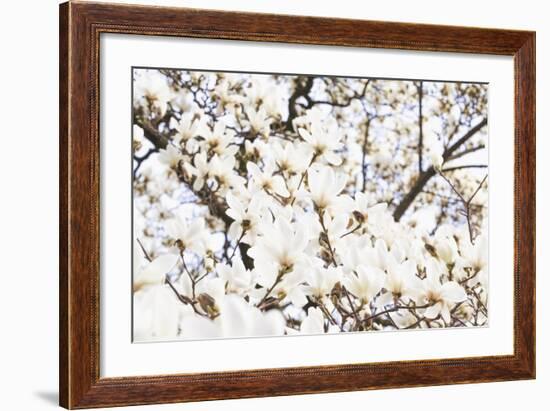 A White Magnolia Tree Magnoliaceae in Full Flowerage-Petra Daisenberger-Framed Photographic Print