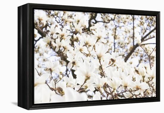 A White Magnolia Tree Magnoliaceae in Full Flowerage-Petra Daisenberger-Framed Premier Image Canvas