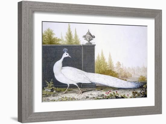 A White Peahen (Coloured Engraving)-English-Framed Giclee Print