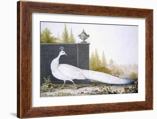 A White Peahen (Coloured Engraving)-English-Framed Giclee Print