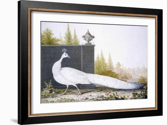 A White Peahen (Coloured Engraving)-English-Framed Giclee Print
